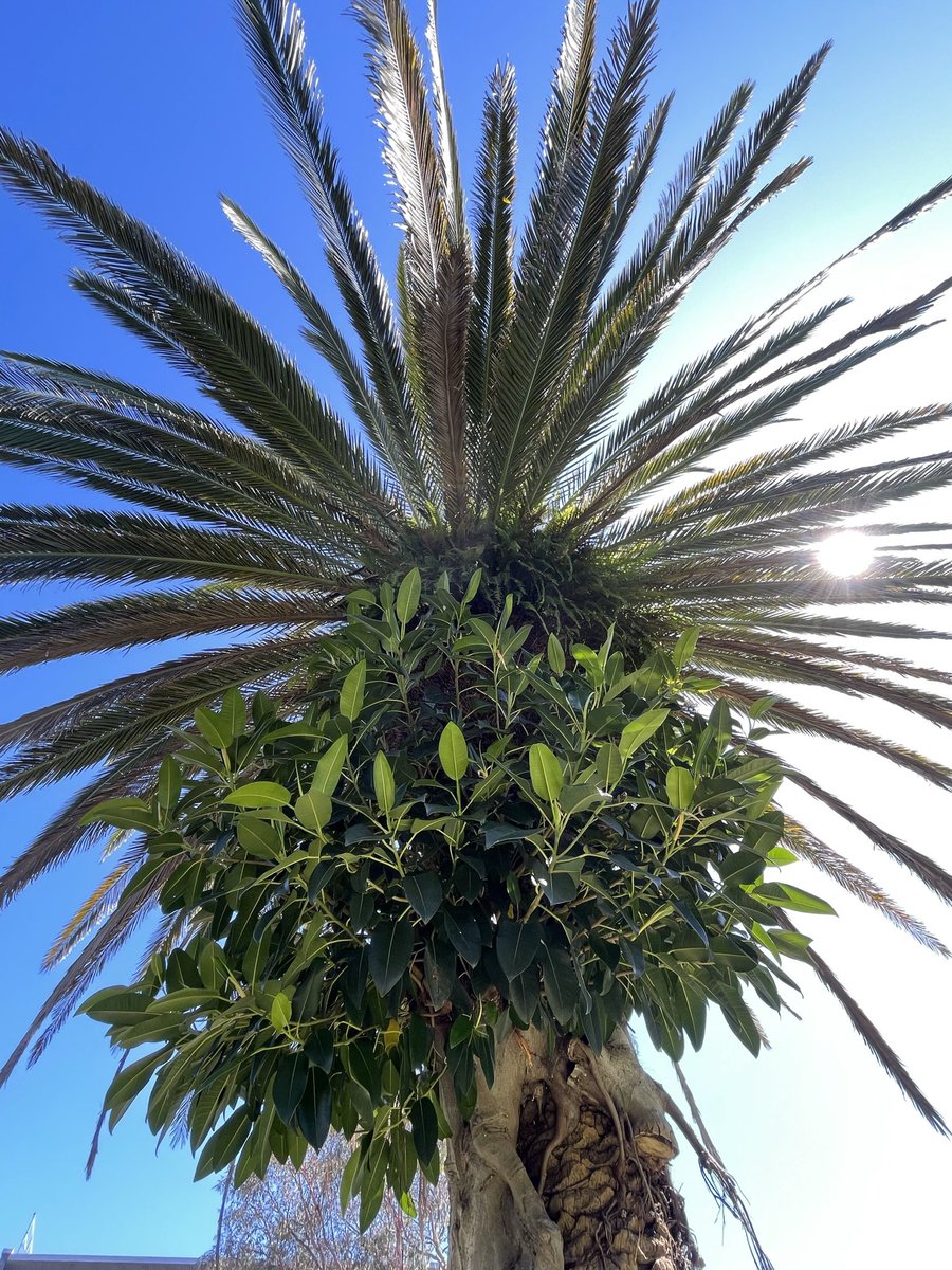 Marybell1Bell's tweet photo. A cohabited palm tree for #thicktrunktuesday. Covered in a writhing fog and decorated with a wreath of ferns on #Gadigal and #Bidjigal Country #treesontwitter
#powerofplants #TwitterNatureCommunity #extraordinarytrees
#remarkabletrees #NaturePhotography #natureconnection #unique https://t.co/TtJyMaXy3N