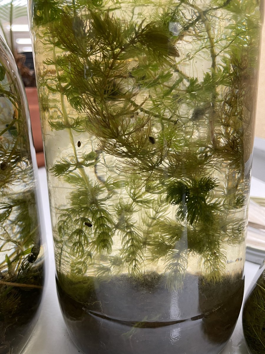 Our eco-jar collection has grown and the macrophytes in them are doing very well! Lots of happy aquatic critters swimming about too! They brighten up our hallway! Happy #MacrophyteMonday