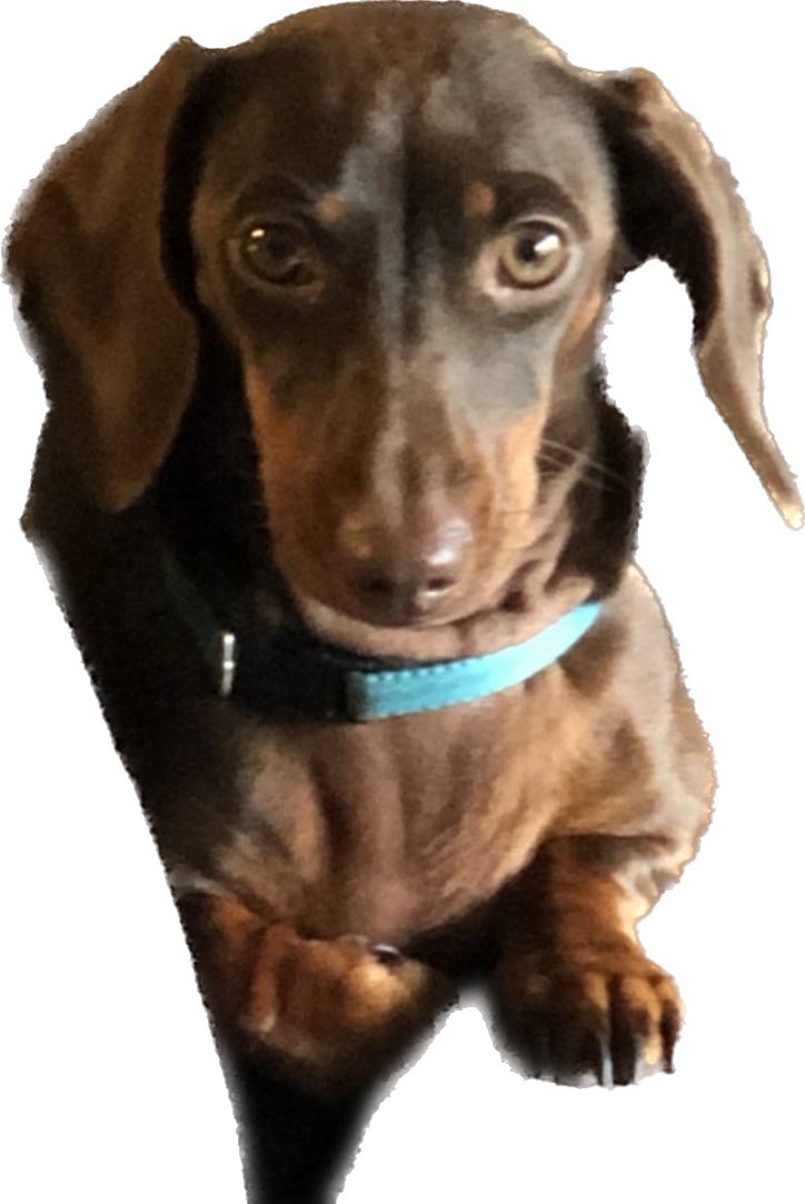 DawgsView's tweet photo. Woof woof https://t.co/R6KvcRuD9i