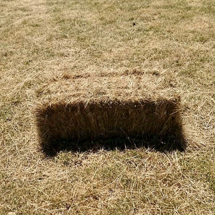 MarshallJulius's tweet photo. Bale of hay or hole in the ground? 🤯 https://t.co/lvsXwhshWG