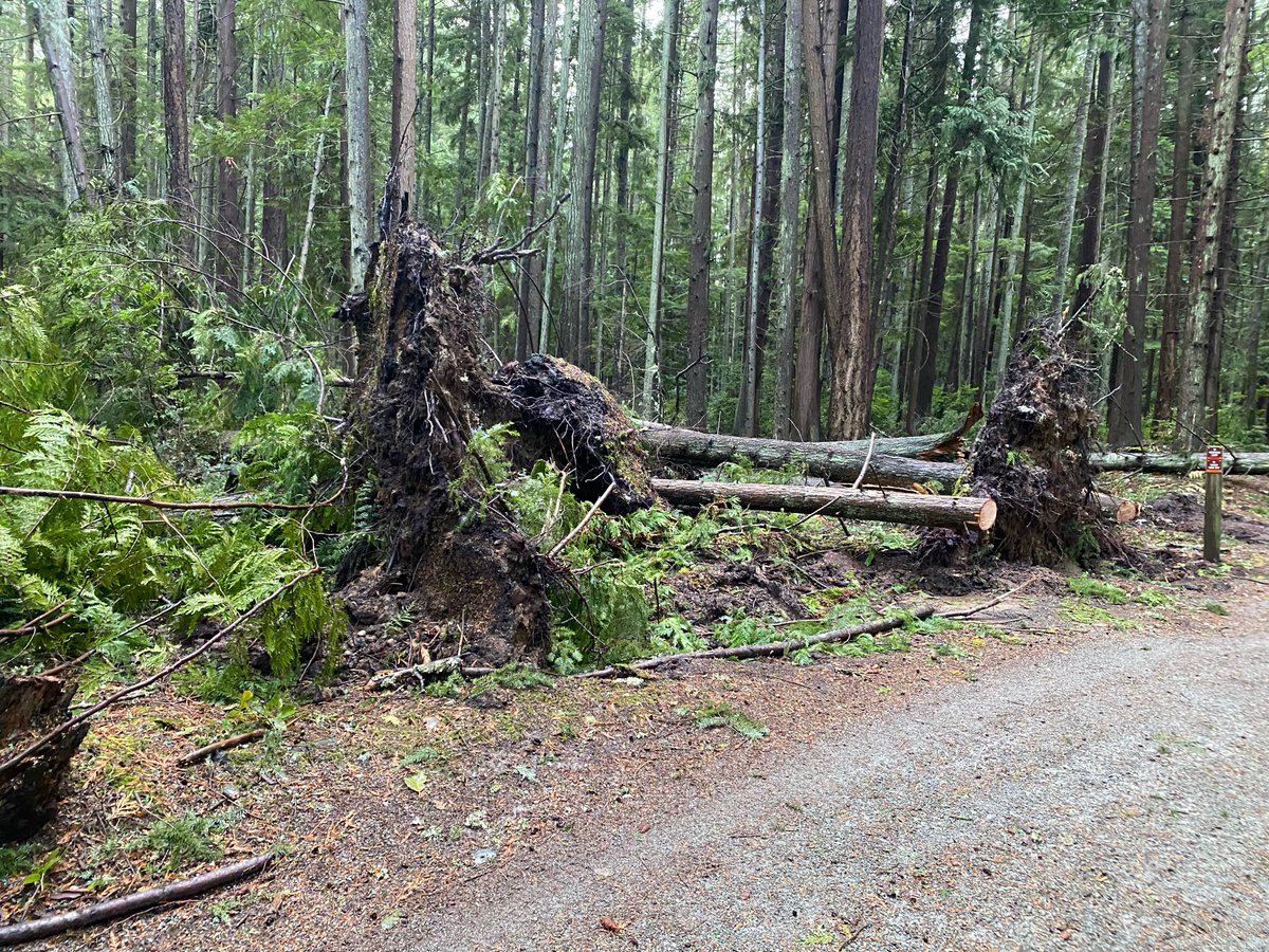 SWParksAndRec's tweet photo. Trails are open today at Community Park. Please be mindful of our hard-working staff that are in the process of removing trees &amp; debris on the pathways. https://t.co/AUq06FivkT