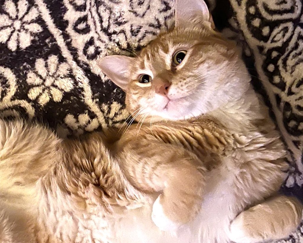 JortsTheCat's tweet photo. If you STAY on your bullshit you never have to get BACK on your bullshit https://t.co/ZHnIzL2Iox