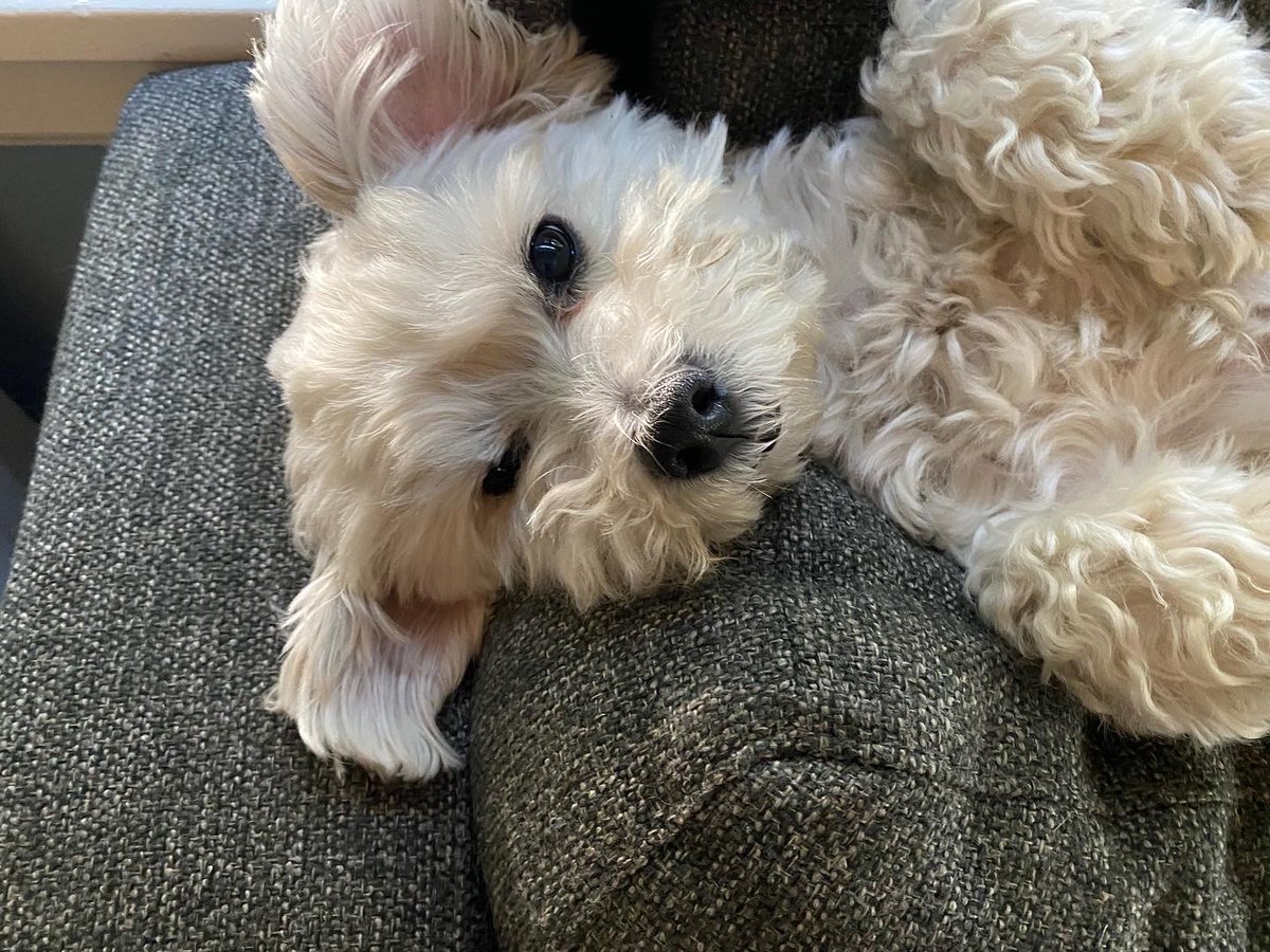 Anna Griffin tweet media