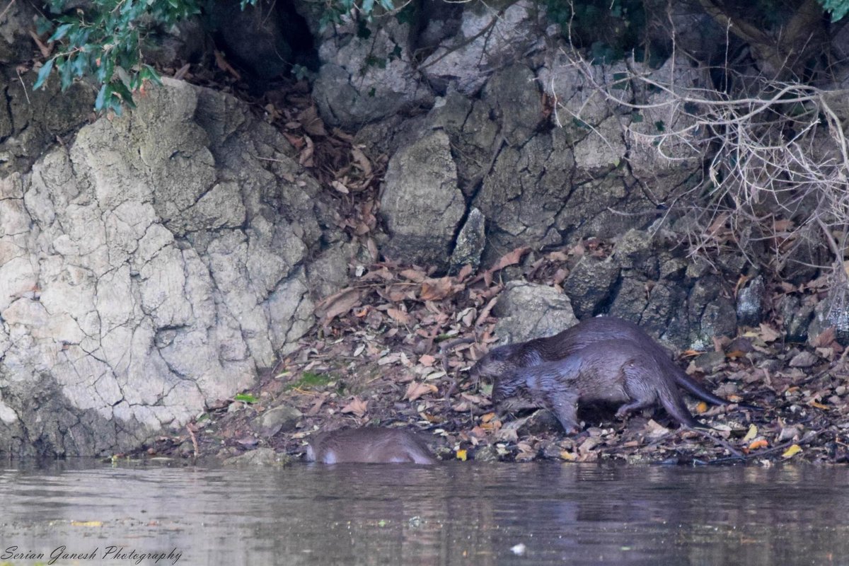 Birds_Bees_Etc's tweet photo. What’s better than 1 otter?
3 otters!
What a day ❤️ 🦦 🦦 🦦 

#otters #bosherton #pembrokeshire #TwitterNatureCommunity #wildlifephotography https://t.co/HtmEolobGe