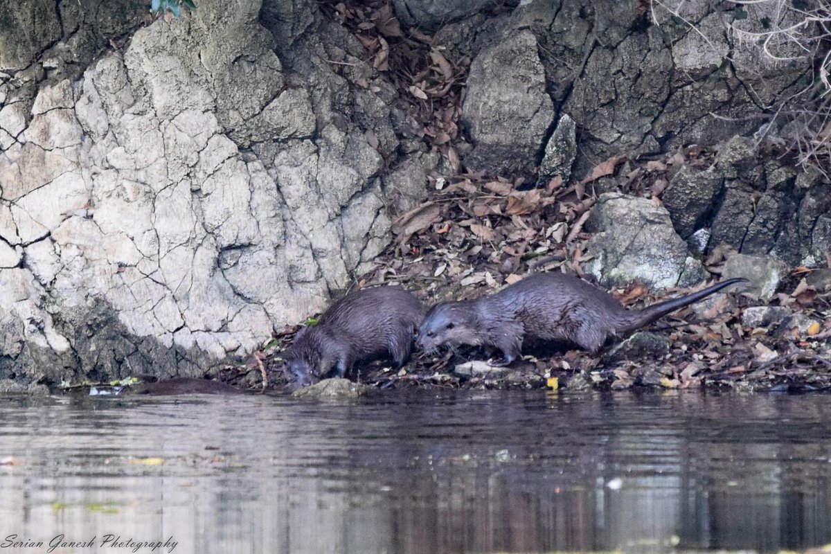 Birds_Bees_Etc's tweet photo. What’s better than 1 otter?
3 otters!
What a day ❤️ 🦦 🦦 🦦 

#otters #bosherton #pembrokeshire #TwitterNatureCommunity #wildlifephotography https://t.co/HtmEolobGe
