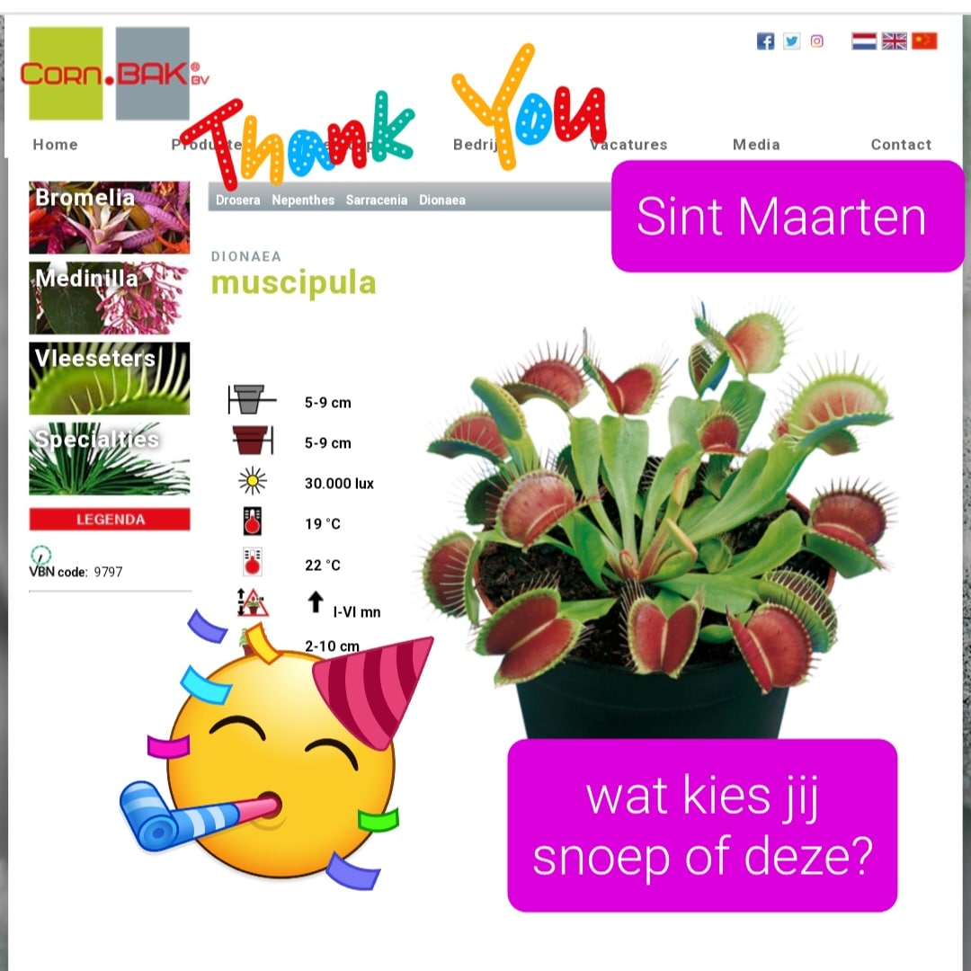 Stel je bent basisschool leeftijd en je bent #SintMaarten aan het lopen en je komt bij mij. Wat kies je #plant of #snoep  deze actie(van dit jaar) is mogelijk gemaakt door <a href="/CornBak/">Corn. Bak</a> bedankt daarvoor.