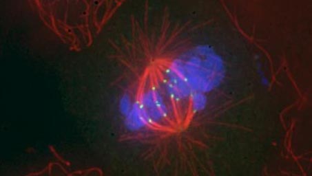 Tweet by Colorado State University