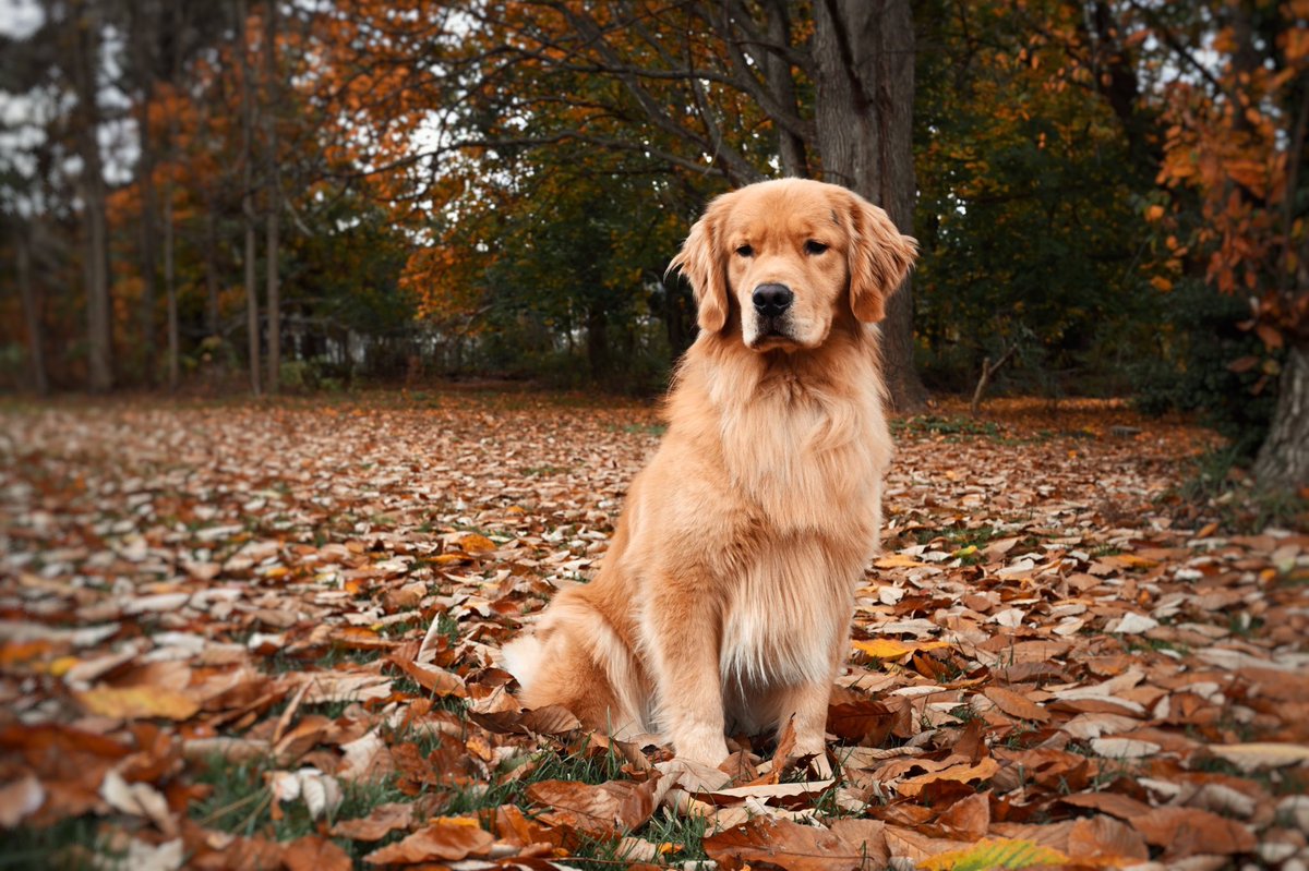 Archie_Ventures's tweet photo. • every hour is golden hour •
#dogsoftwitter #Dog #goldenretriever https://t.co/sFzdPtopIc