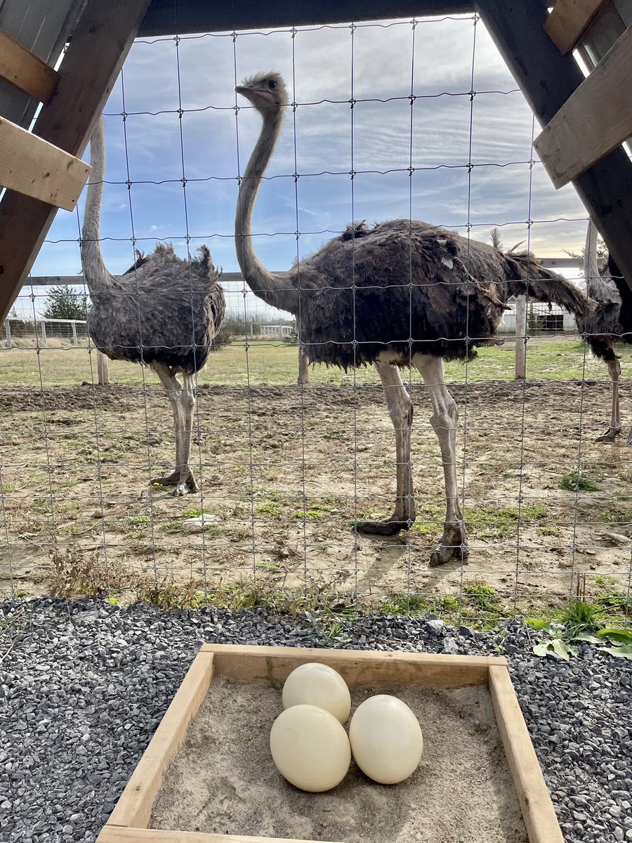 ToddSmithCANDU's tweet photo. Visiting a new business in Prince Edward County. #BayofQuinte

Congratulations Caleb &amp; Brittany Denouden on the recent opening of Struisvogel Ostrich Ranch. 

For more information visit https://t.co/nLcq3WfLEu https://t.co/G6GRKCblAu
