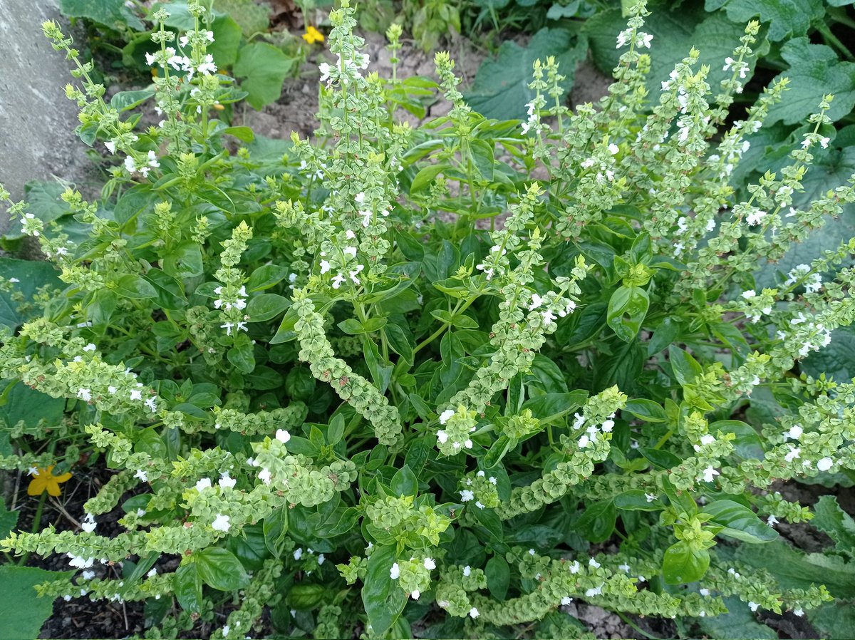 DelfinaMonfort's tweet photo. Albahaca, planta aromática , tallo muy ramificado de un verde intenso, florecillas blancas #plantasaromaticas #plantasmedicinales https://t.co/kclsSWD4YV