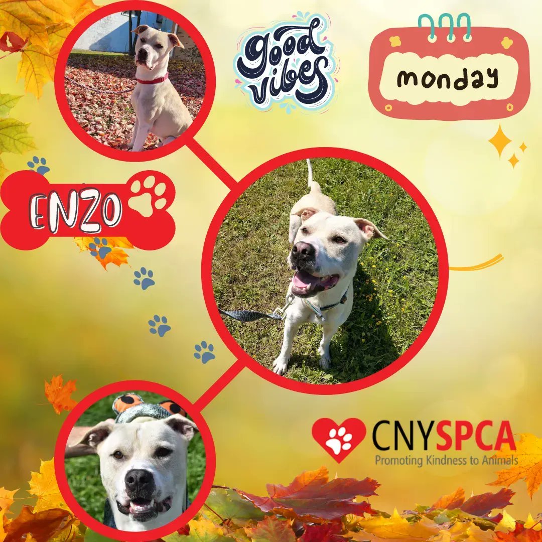 Central New York SPCA tweet media