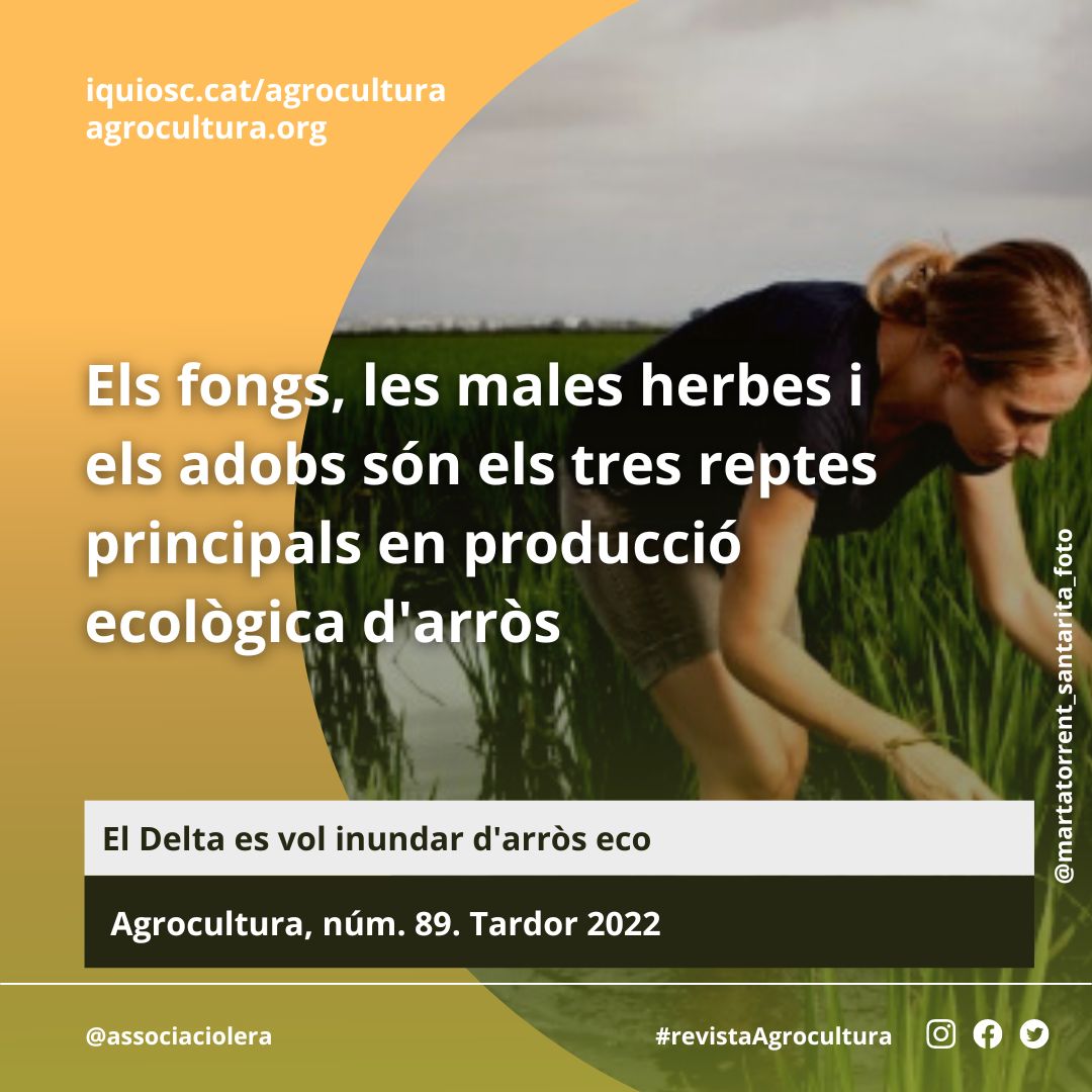 #revistaAgrocultura | La pagesia del Delta està virant cap a la producció ecològica però tenen reptes importants per fer-la més rendible
Maquinària novedosa, nous sistemes de sembra i inundació... us ho expliquem tot en el número de tardor
bit.ly/89iquiosc