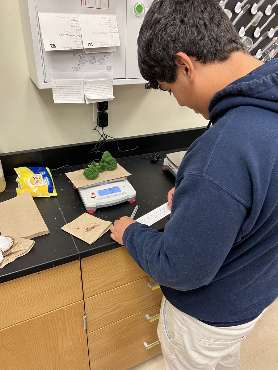 MHS-stings (@stings_mhs) on Twitter photo Today we harvested our tasty Misome plants for the <a href="/GrowBeyondEarth/">Growing Beyond EarthⓇ</a> <a href="/FairchildChall/">Fairchild Challenge</a> we were pleased with how quickly and hearty the plants grew under the white light condition 🌱 Today we harvested our tasty Misome plants for the <a href="/GrowBeyondEarth/">Growing Beyond EarthⓇ</a> <a href="/FairchildChall/">Fairchild Challenge</a> we were pleased with how quickly and hearty the plants grew under the white light condition 🌱