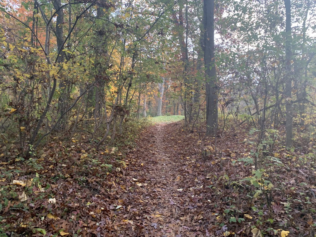 Changa_swphilly's tweet photo. Fall forestry is top tier! #bikecountry #phillyTrails #MTB https://t.co/mK2S49jS6j