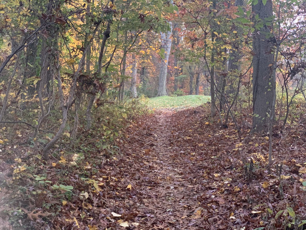 Changa_swphilly's tweet photo. Fall forestry is top tier! #bikecountry #phillyTrails #MTB https://t.co/mK2S49jS6j