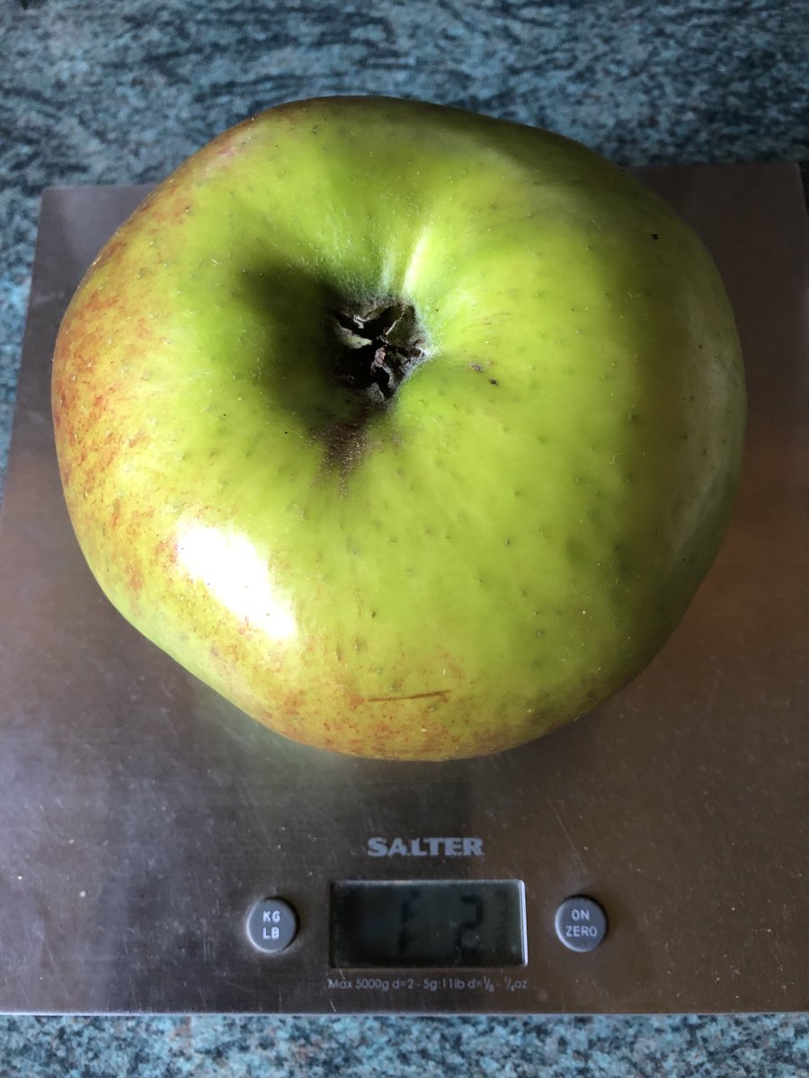 JonesTheRose's tweet photo. This came off in the winds this afternoon, couldnβt resist weighing it, 1lb and 2 oz!! Itβs not been wasted, itβs gone in an apple and cinnamon crumble, yum! #jonestherose #homecookedfood #rosegrower #windfallapples #autumn #wastenotwantnot https://t.co/q9LISOoZ4P