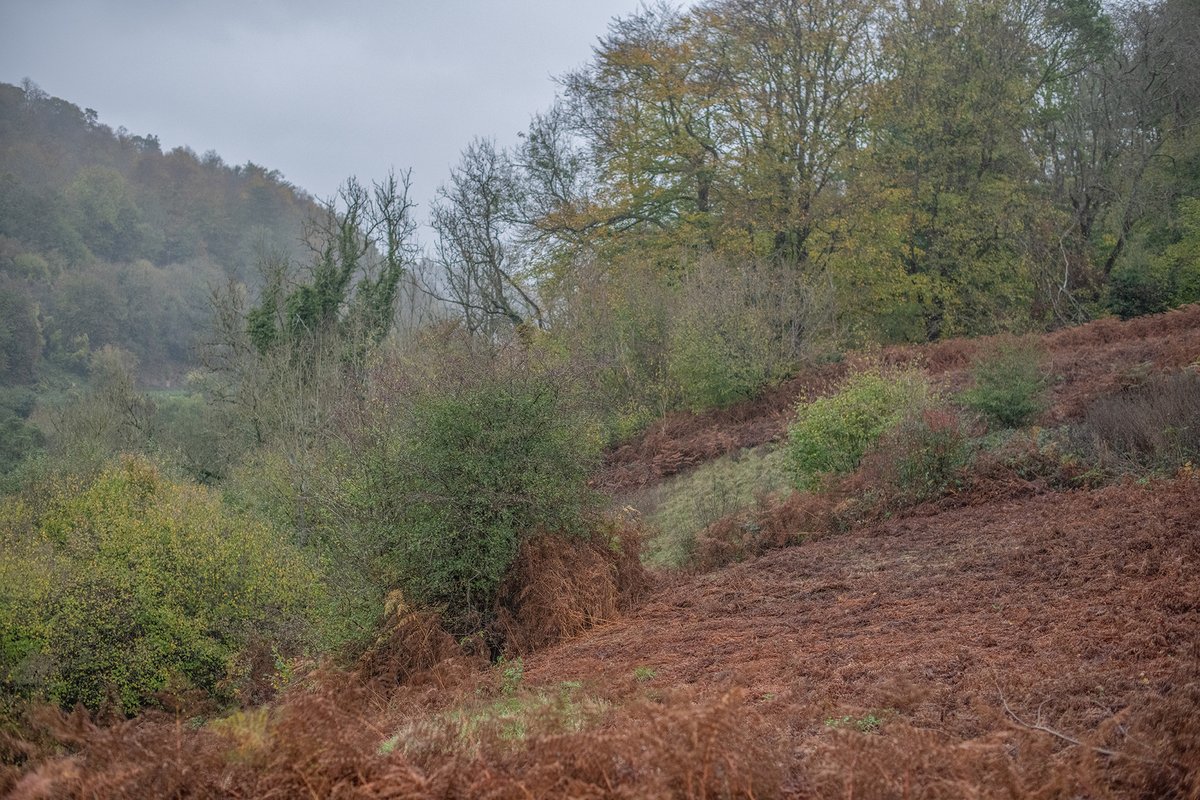 Today we helped facilitate a bracken stomp @KnappFarmUK with students from <a href="/Thomas_Keble/">Thomas Keble School</a> school. If done regularly, the bracken will eventually weaken, allowing the calcareous grassland, orchids and other rare plant species to flourish. In conjunction with <a href="/gloswildlife/">@Gloucestershire Wildlife Trust</a> #Stroud