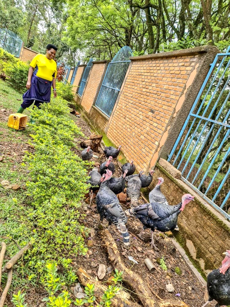 Ndashima Imana kubw'imvura yaguye. Barimyi, dusohore imbuto kandi twirinde gutakaza ivyizigiro. Twijukire uburimyi n'ubworozi maze Imana izohezagira Ibikorwa vy'amaboko yacu.
DUSENGE DUKORA, DUKORE DUSENGA.