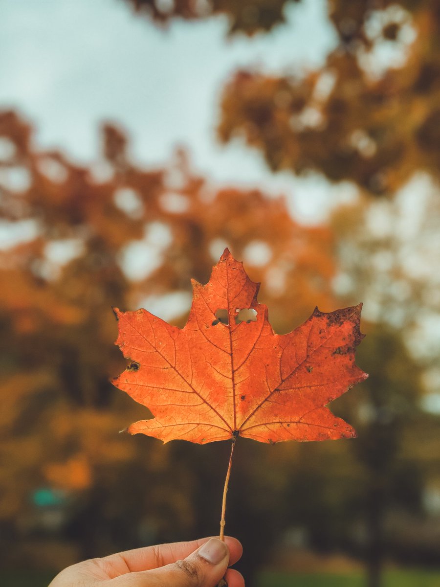 WanderingFrames's tweet photo. @GooglePixel_US Trying to capture the fall in one frame. 

#TeamPixel https://t.co/dTABgZxhaw