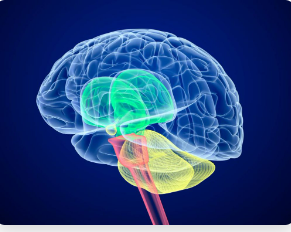 The November Article of the Month,  "Perioperative covert stroke in patients undergoing non-cardiac surgery (NeuroVISION): a prospective cohort study," with commentary by Dr Henry Davidson and  Dr. Mae Ling Chu Yap is now available here:  snacc.org/education-corn…