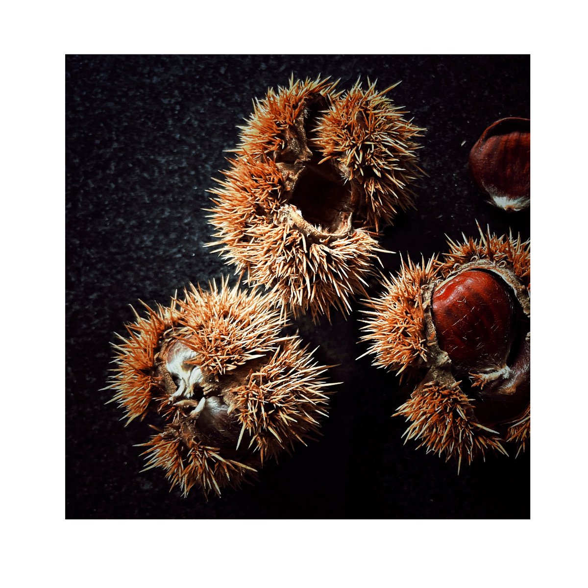 #chestnut#wildchestnut#nature#naturephotography##photooftheday #photo #nature #NaturePhotograhpy #photographers #photography #photographylovers #photographyart #hitphotographyNL