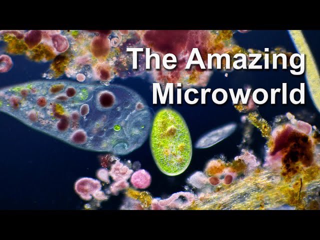 I just made a new narrated video about the amazing microworld 🔬 youtu.be/SGPflE5eHrU