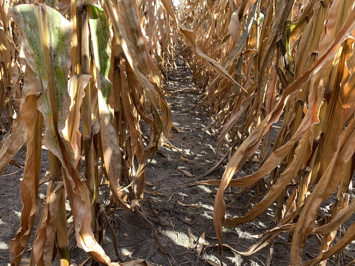 CropProIN_KY's tweet image. Field Sales Rep Adam Beck reporting TriVolt field clean from ditch to ditch.  Dekalb corn was all ears and standing strong. #winning #BayerUP @Bayer4CropsUS @DKAS_NIN