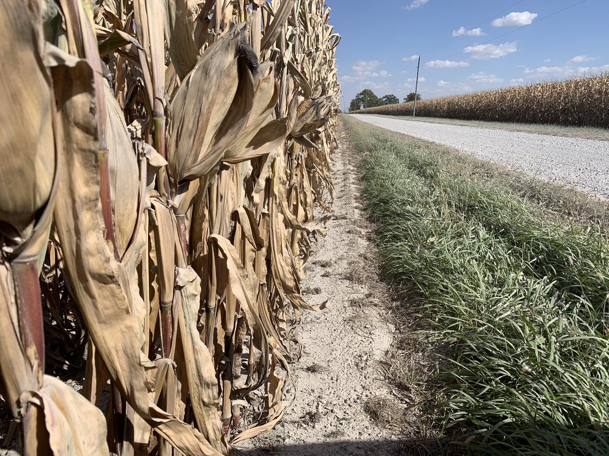 CropProIN_KY's tweet image. Field Sales Rep Adam Beck reporting TriVolt field clean from ditch to ditch.  Dekalb corn was all ears and standing strong. #winning #BayerUP @Bayer4CropsUS @DKAS_NIN