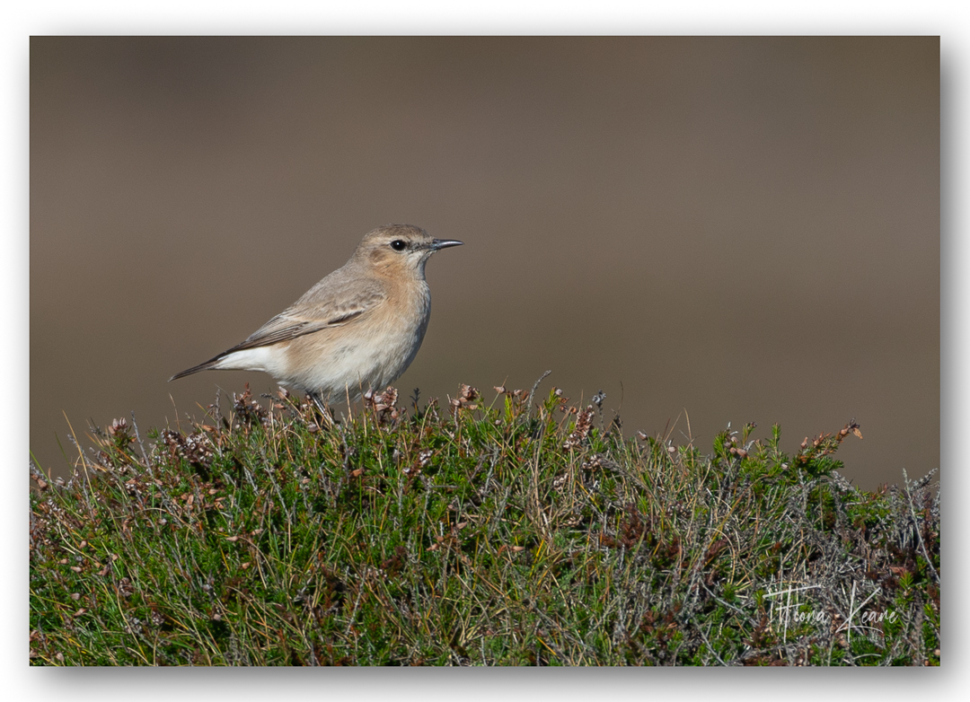 fiona keane tweet media