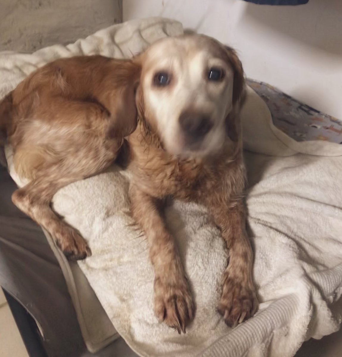 madcap_max's tweet photo. Frens, Lady Iris let her halo slip today 😇😀 as she decided to run off with Max for some extra unauthorised #zoomies &amp; also got a little bit wet &amp; muddy! Perfect #nortysquad behaviour 🤣👍💙👏🤣 #veryverysorry https://t.co/fqrax1fSx7