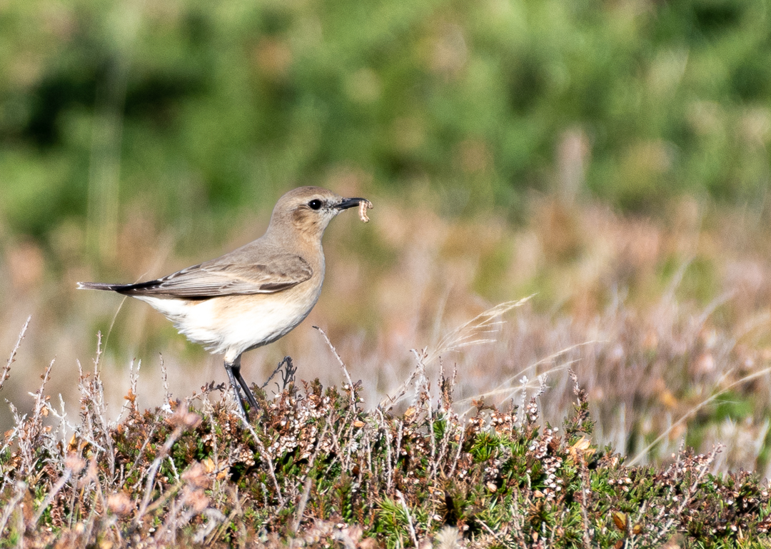 fiona keane tweet media