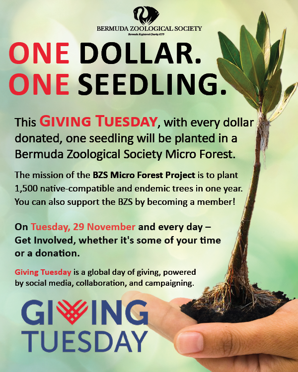 Leading up to #GivingTuesday, the Bermuda Zoological Society (BZS) invites you to directly support the BZS Micro Forest through our “One Dollar. One Seedling.” campaign. With every dollar donated to this campaign, one seedling will be planted in a #BZSMicroForestProject.