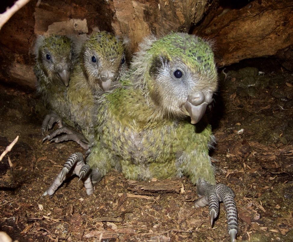 One of the best scientific collaborations I’ve been involved in: huge thanks to the many experts in diverse fields from around the world who have helped #kakapo #conservation by working to understand this #disease. #parrots