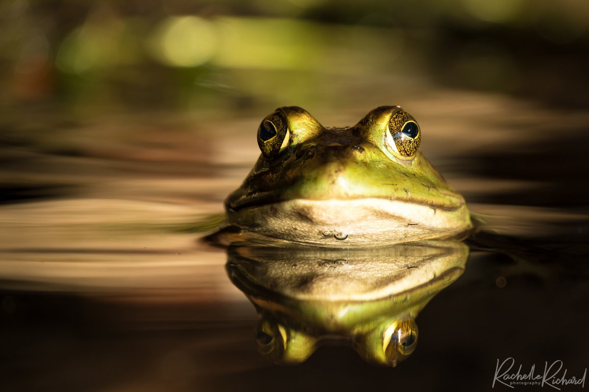 rachrichphoto's tweet photo. So excited to share that one of my photos was picked for the Nature Canada calendar. Over 6300 entries. I knew crawling under the dock would pay off! Thanks Frederico and Nature Canada! #frog #photocontest #naturecanada #prizes #soproud #imbragging @KMacTWN https://t.co/406eetCvzc