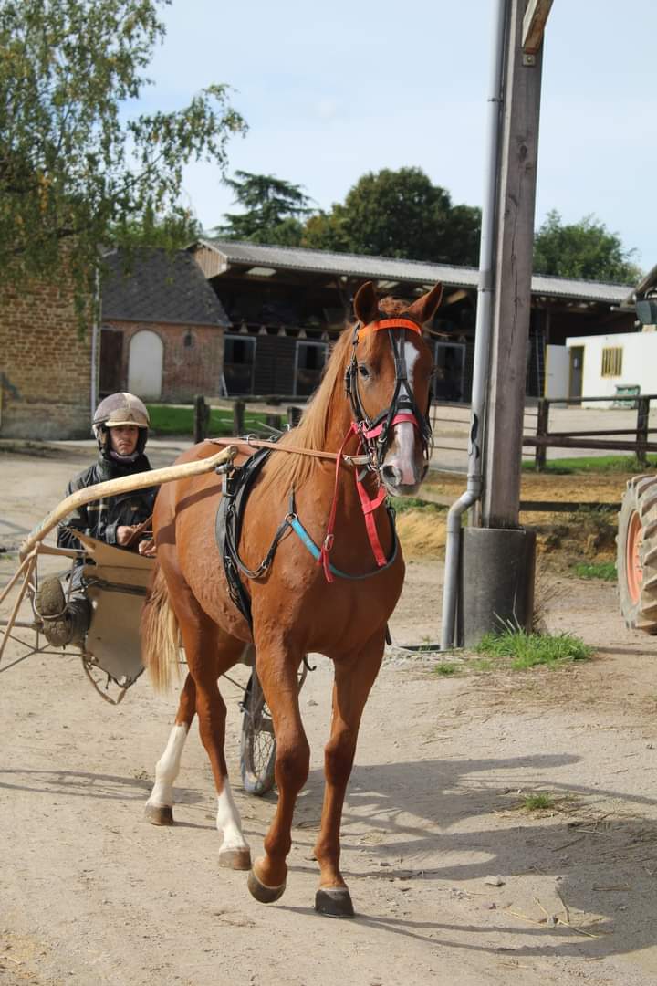 EAurmath's tweet image. Voici la newsletter de Novembre bonne lecture ecurieaurmath.com/newsletter/
#newsletter #letrot #cheval #athlète