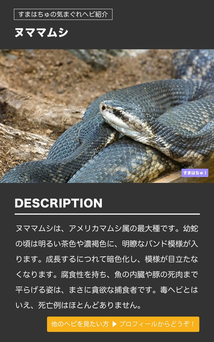 ヌママムシとは すまはちゅ