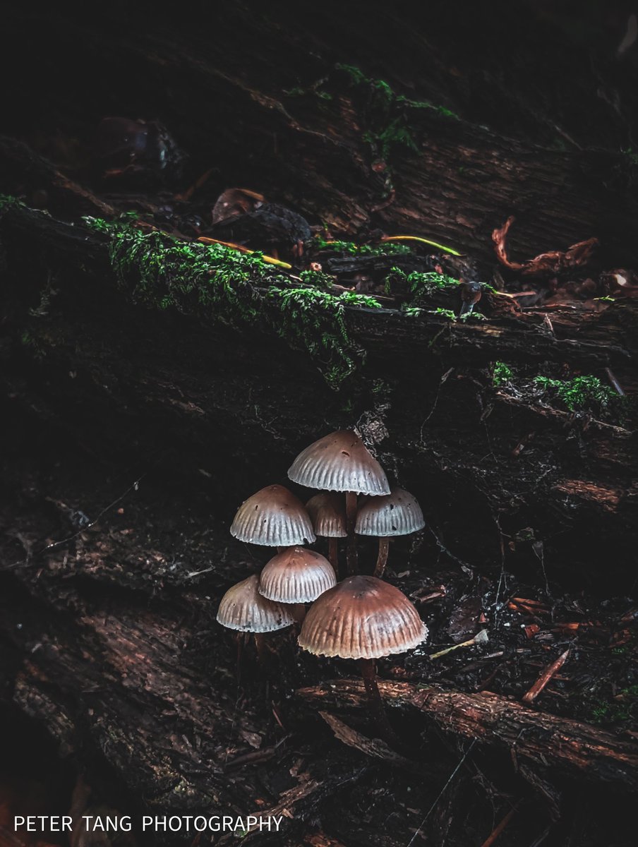 It's been a great year for Fungi.
This has to be my favourite fungi composition. Hope you like it
.
.
#compositionkillerz #mushroom #fungus #fungi #picoftheday #naturelovers #nature_brilliance #nature_perfection #woodlands #nature #naturalbeauty #lightroomedits #moodycapture