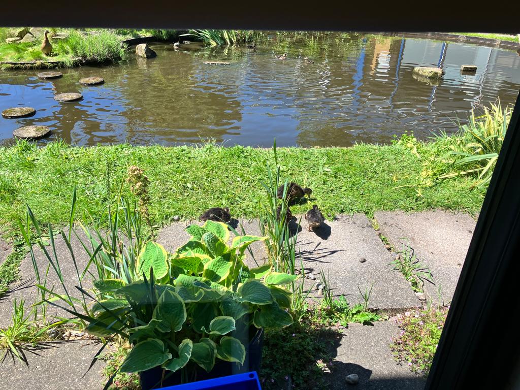 BachesLLP's tweet photo. When you're used to seeing ducks in the Baches pond and now you miss them! Same time next year little ones 🐣🦆

They literally flew the nest and come back seasonally. #ducks #Baches #birdsanctuary #bachespond https://t.co/vr66D7pj0N