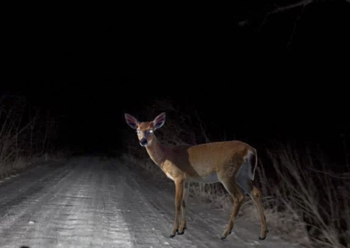 Here's how to enable "bambi mode" on a Ford F-150 for more light while traveling in deer country: #fordtrucks #fordf150 woofthebeatenpath.com/bambi-mode-ena…