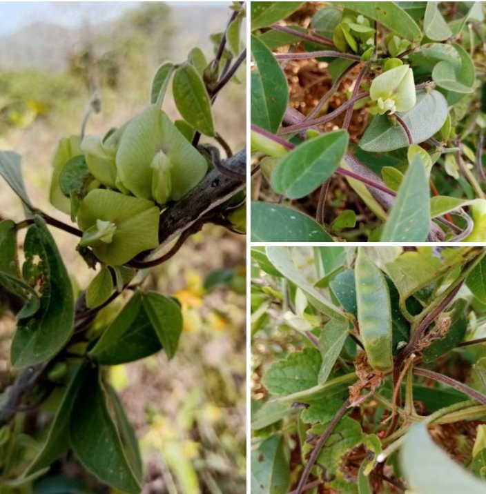 Another genus #Macrotyloma has been added to the plant checklist of Ngel Nyaki Forest Reserve. Thanks to Arun Kumar N for helping with ID.
Photo credit: Elisha B. Emmanuel 
<a href="/Ngel_Nyaki/">Nigerian Montane Forest Project</a> <a href="/Hazel_MChapman/">hazel chapman</a> @aplori_org