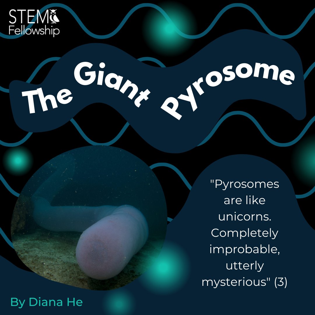 STEM Fellowship tweet media