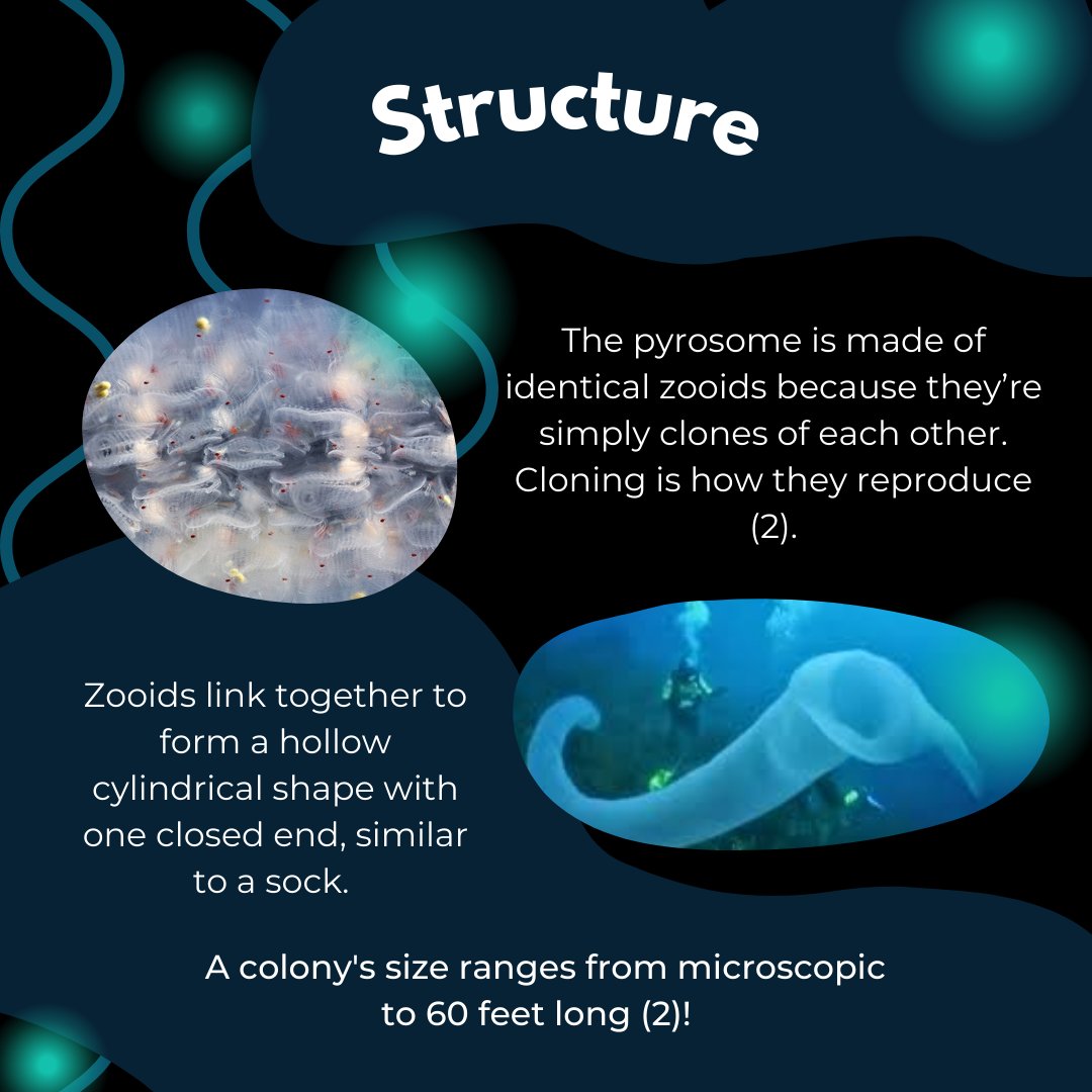 STEM Fellowship tweet media