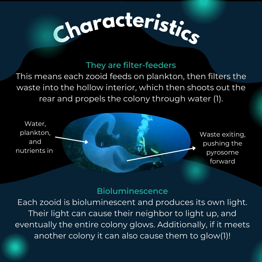 STEM Fellowship tweet media