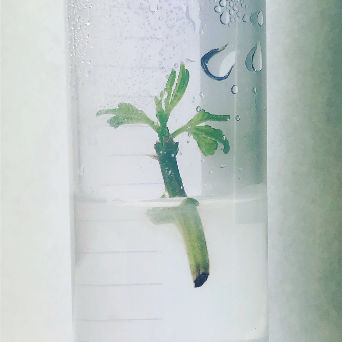 🤩🌱 Initiation accomplished #tissueculture #invetro #cannabis #pakalolo #farmlife
