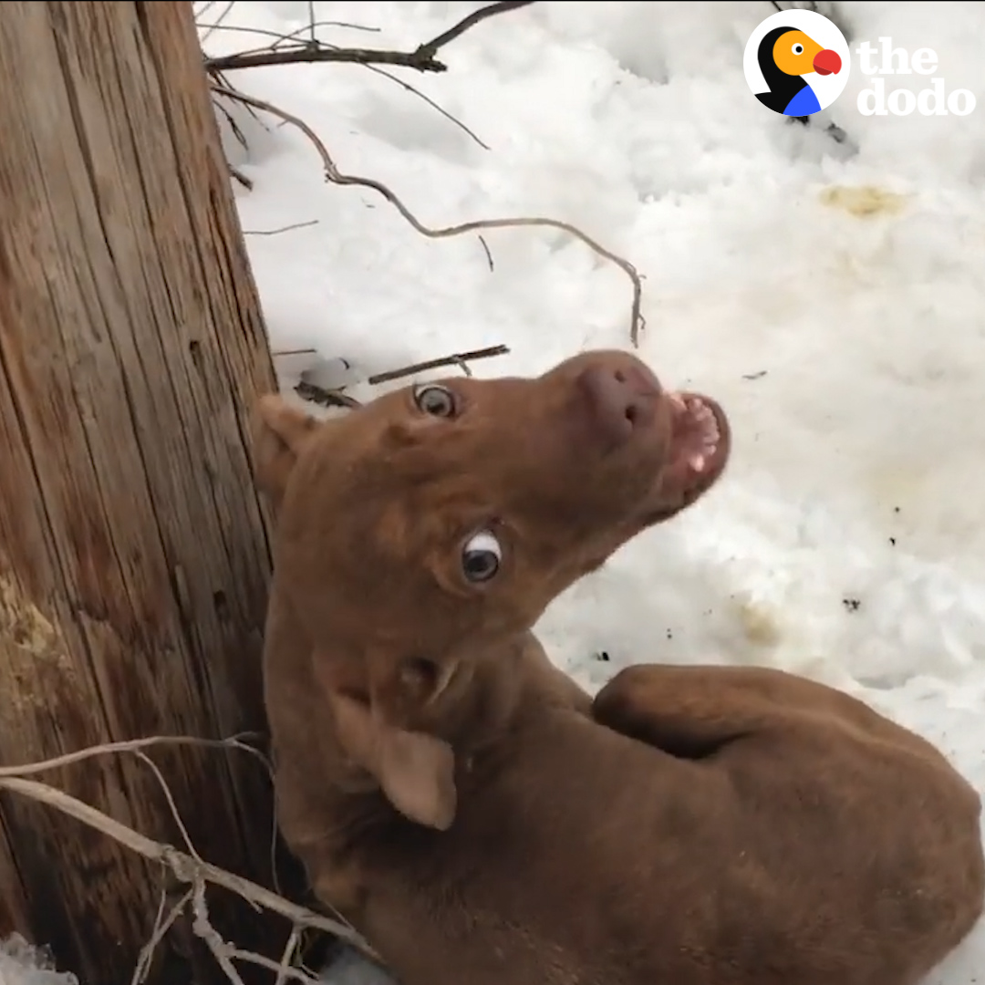 It's amazing what a little love did for this abandoned puppy ️ The Dodo ...