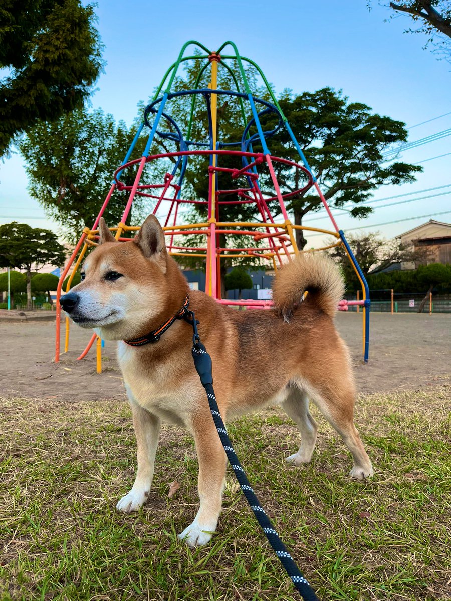 #柴犬 #犬 #愛犬 #dogs 

おはようございます！ https://t.co/hNcMcvFiMQ