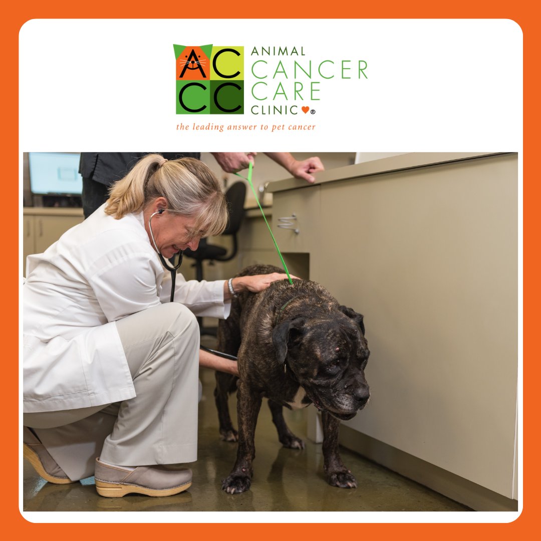 PetCancerCare's tweet photo. Today is National Canine Lymphoma Awareness Day. Canine Lymphoma, a type of blood cancer, is one of the most common types of cancer in dogs. Today is important as it raises awareness of this type of cancer. #AnimalCancerCareClinic #PetCancer https://t.co/iH0L26ZYSU
