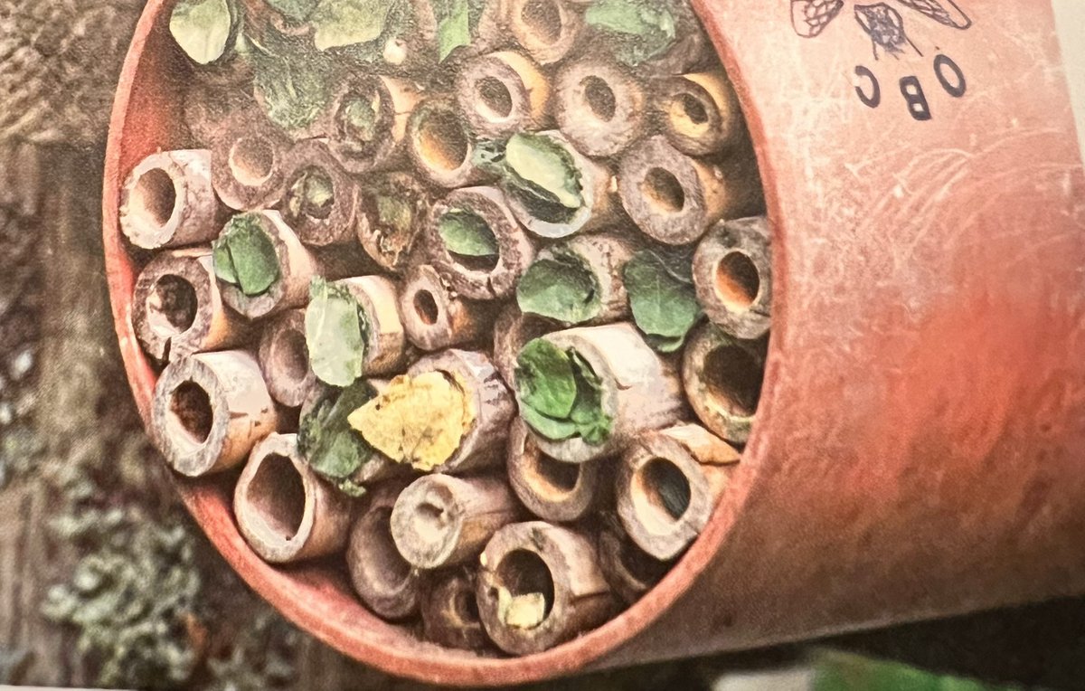 Solitary leaf cutter bees making their home in some bamboo canes, the clever little beasts snuggle in and cap off the end with a leaf. Really easy to make in an old plant pot or bit of drainpipe. #beehotel #bees #helpingnature #GardeningTwitter #NatureForLife