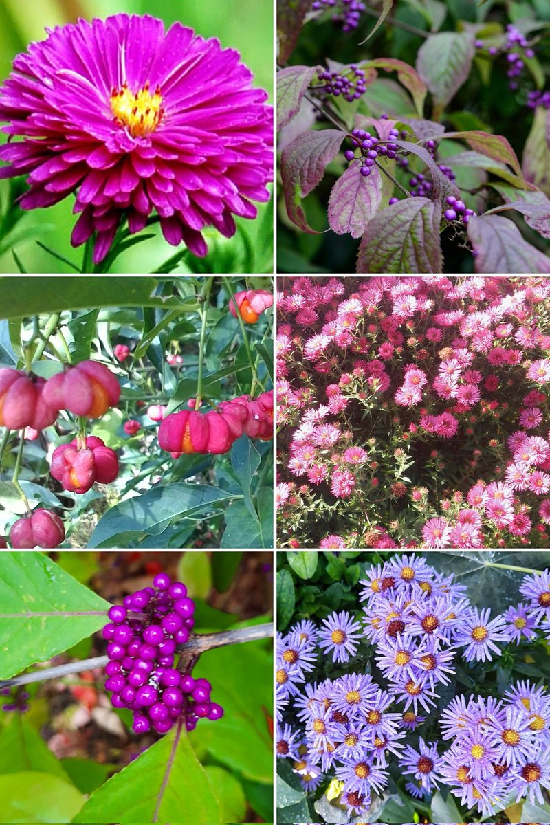 PTB100's tweet image. Hello @GardensHour
Impressions from the garden in November for today's #GardensHour
