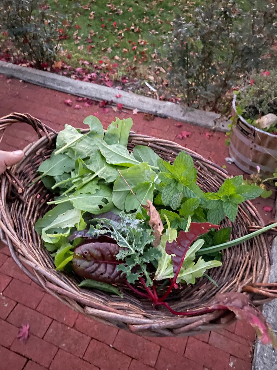 Still getting some greens to supplement a salad in November. Also, as much fresh mint as you could hope for!